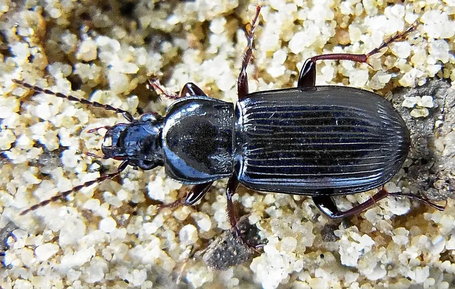 La carte Pterostichus