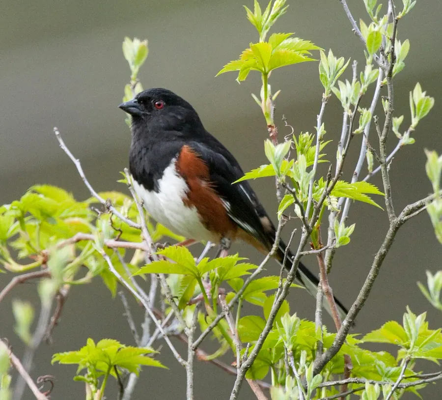 The Eastern towhee card