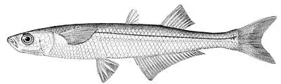 La carte Atherinopsidae