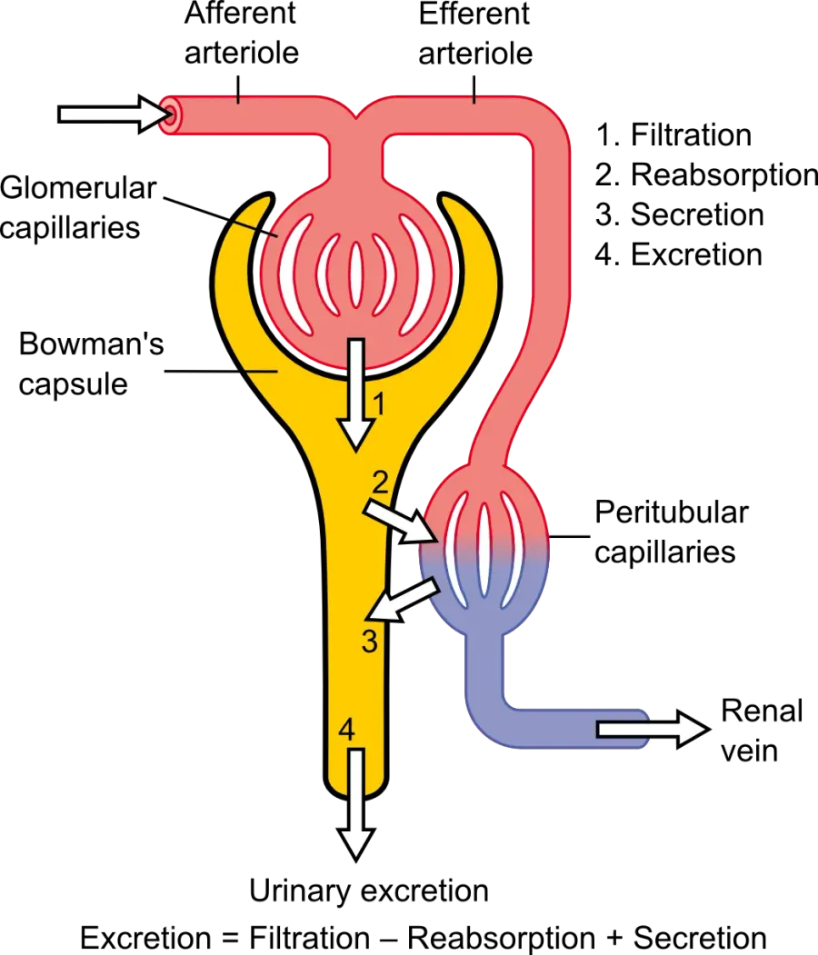 La carte Débit de filtration glomérulaire