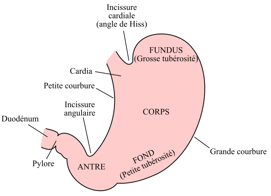 La carte Cardia