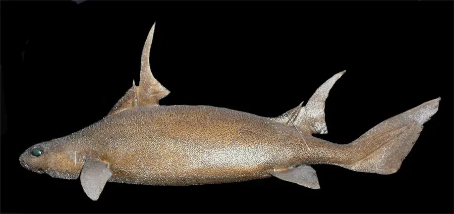 The Sailfin roughshark card