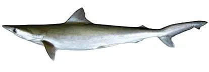 La carte Rhizoprionodon oligolinx