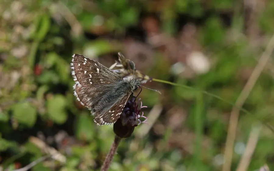The Alpine grizzled skipper card