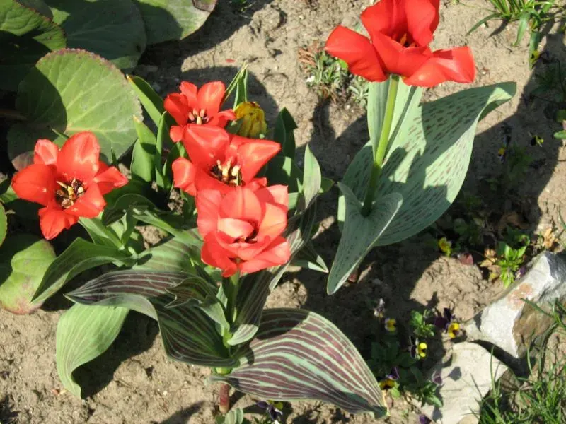 The Tulipa greigii card