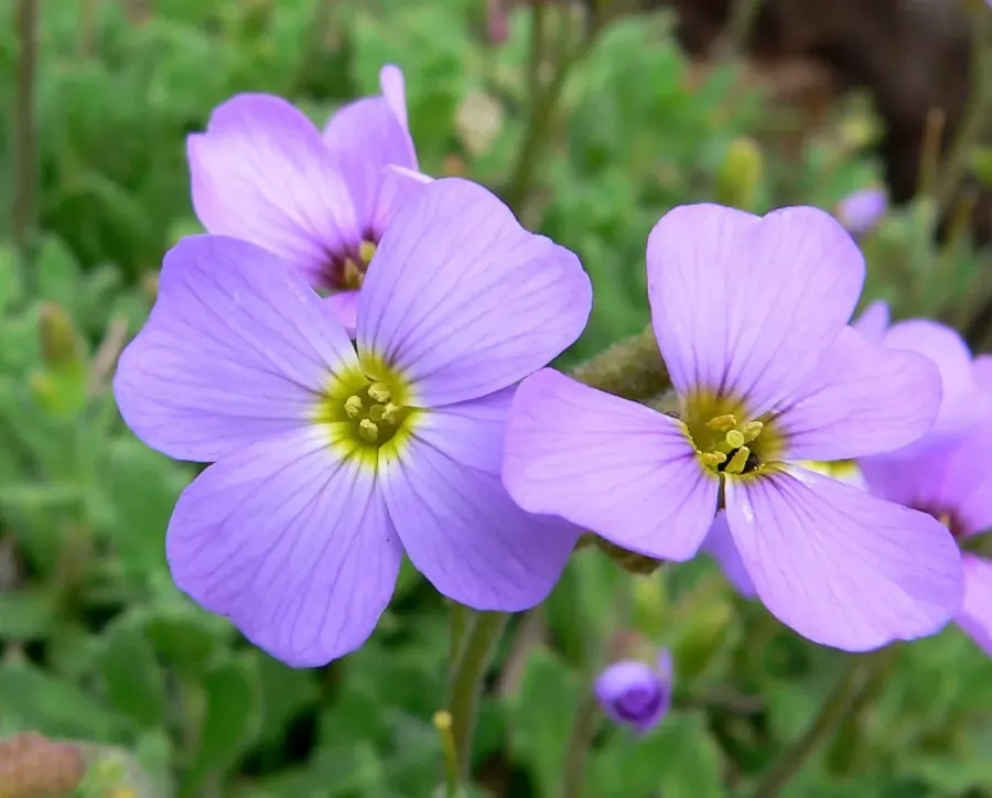 The Aubrieta deltoidea card