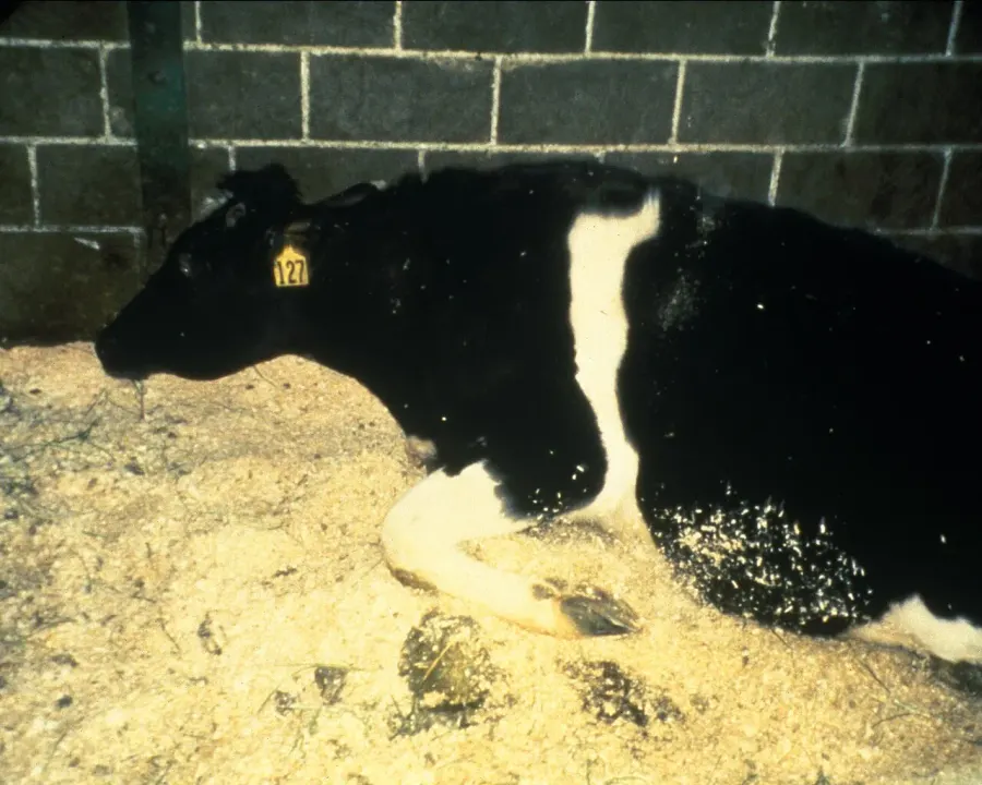 La carte Encéphalopathie spongiforme bovine
