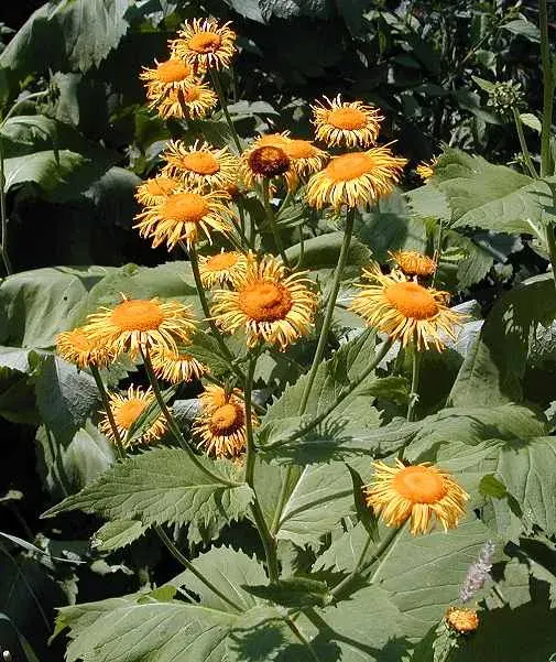 La carte Telekia speciosa