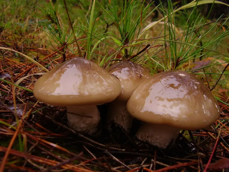 The Hygrophorus latitabundus card