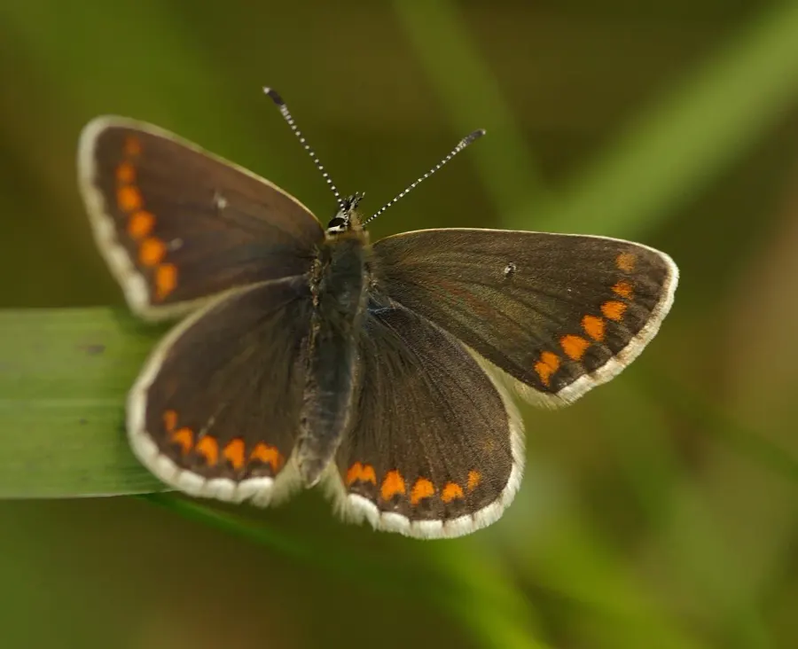 The Northern brown argus card