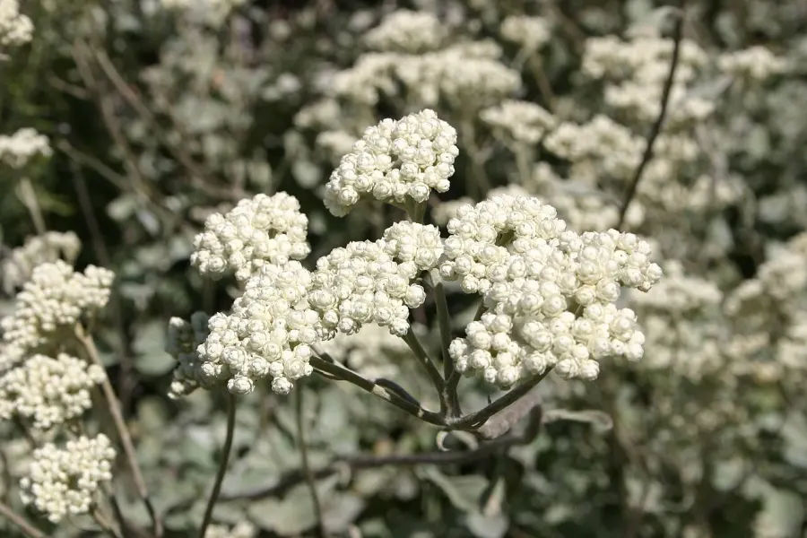 The Helichrysum petiolare card