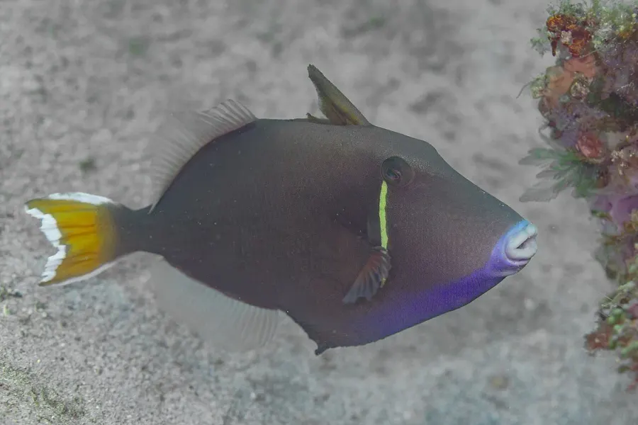 The Halfmoon triggerfish card