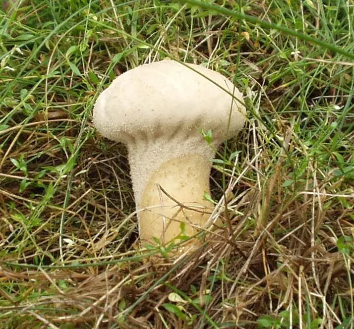 La carte Calvatia
