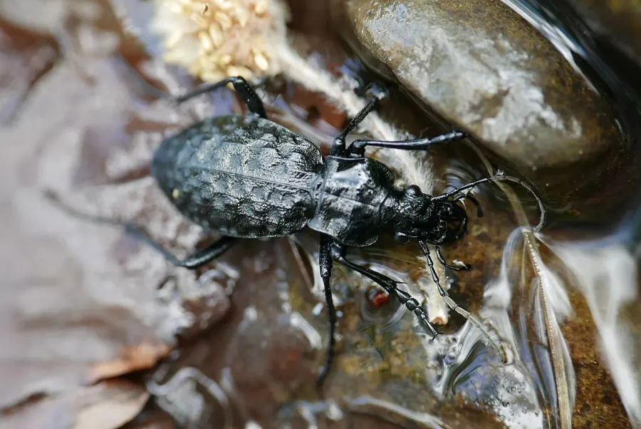 La carte Carabus variolosus