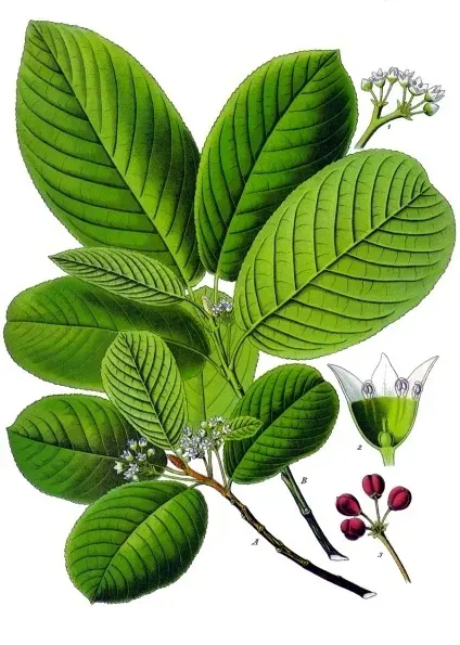 The Frangula purshiana card