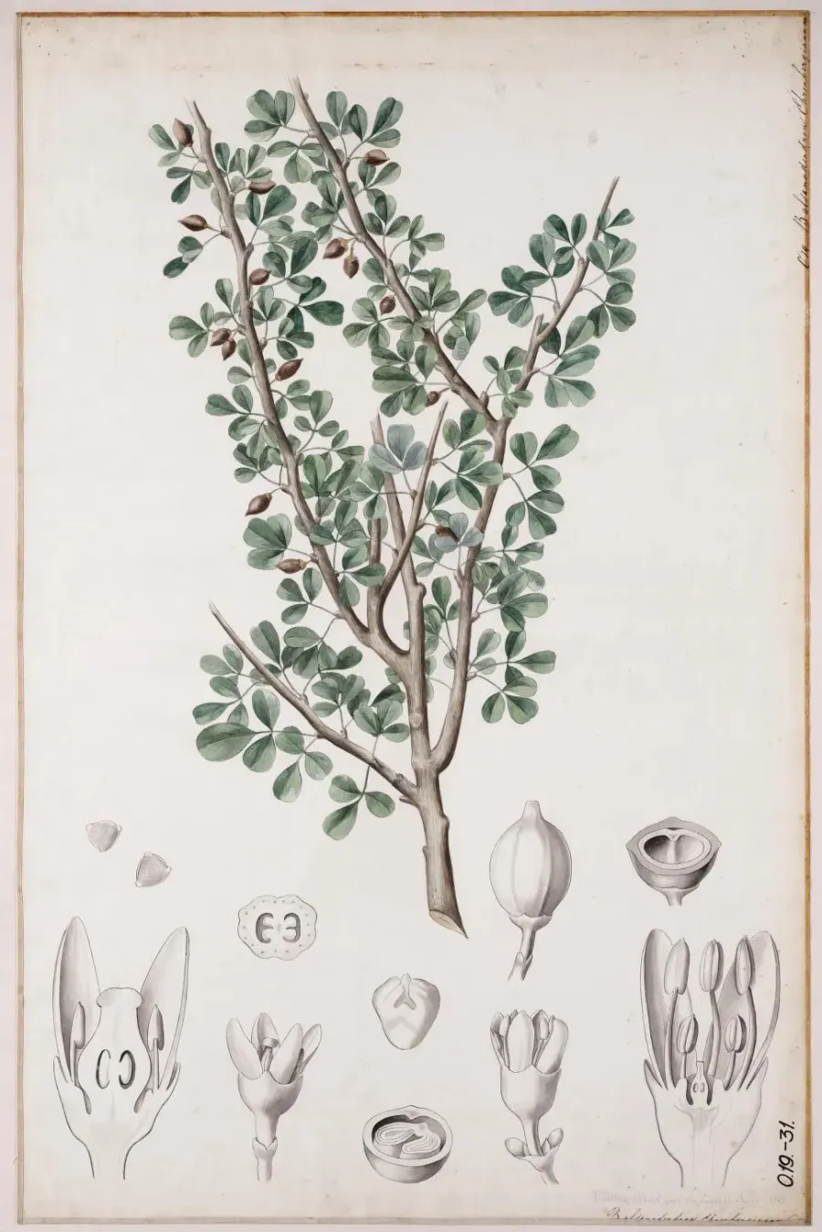 The Commiphora gileadensis card