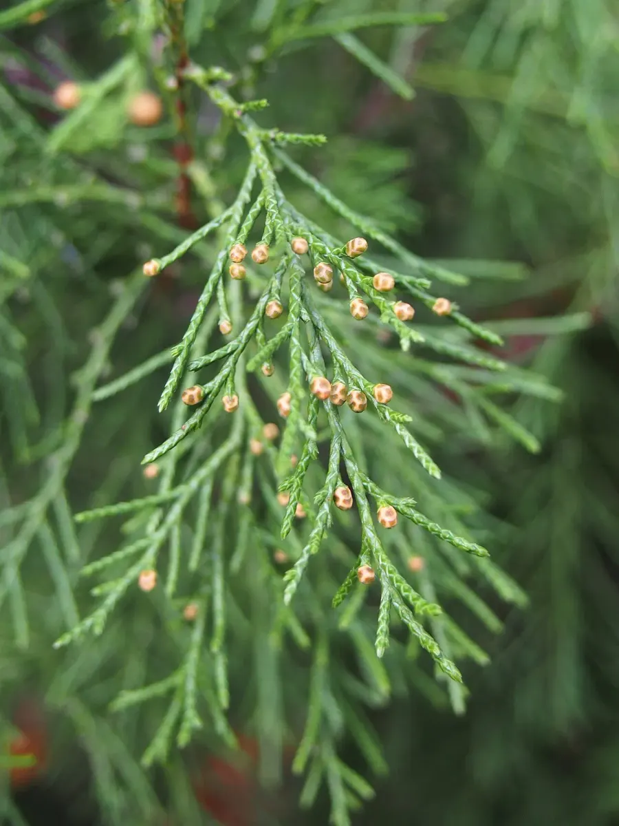 The Juniperus pseudosabina card