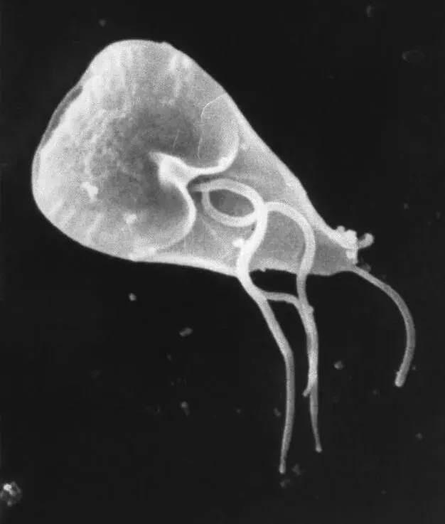 The Giardia duodenalis card