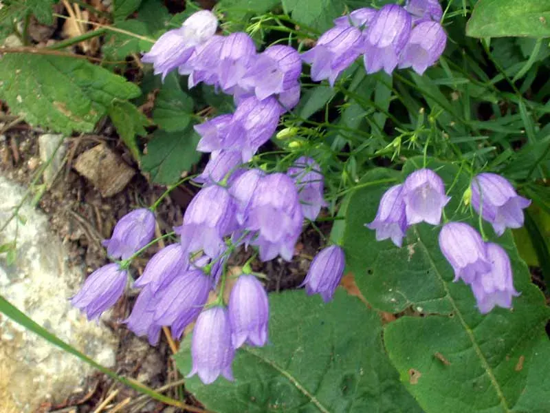 The Campanulaceae card