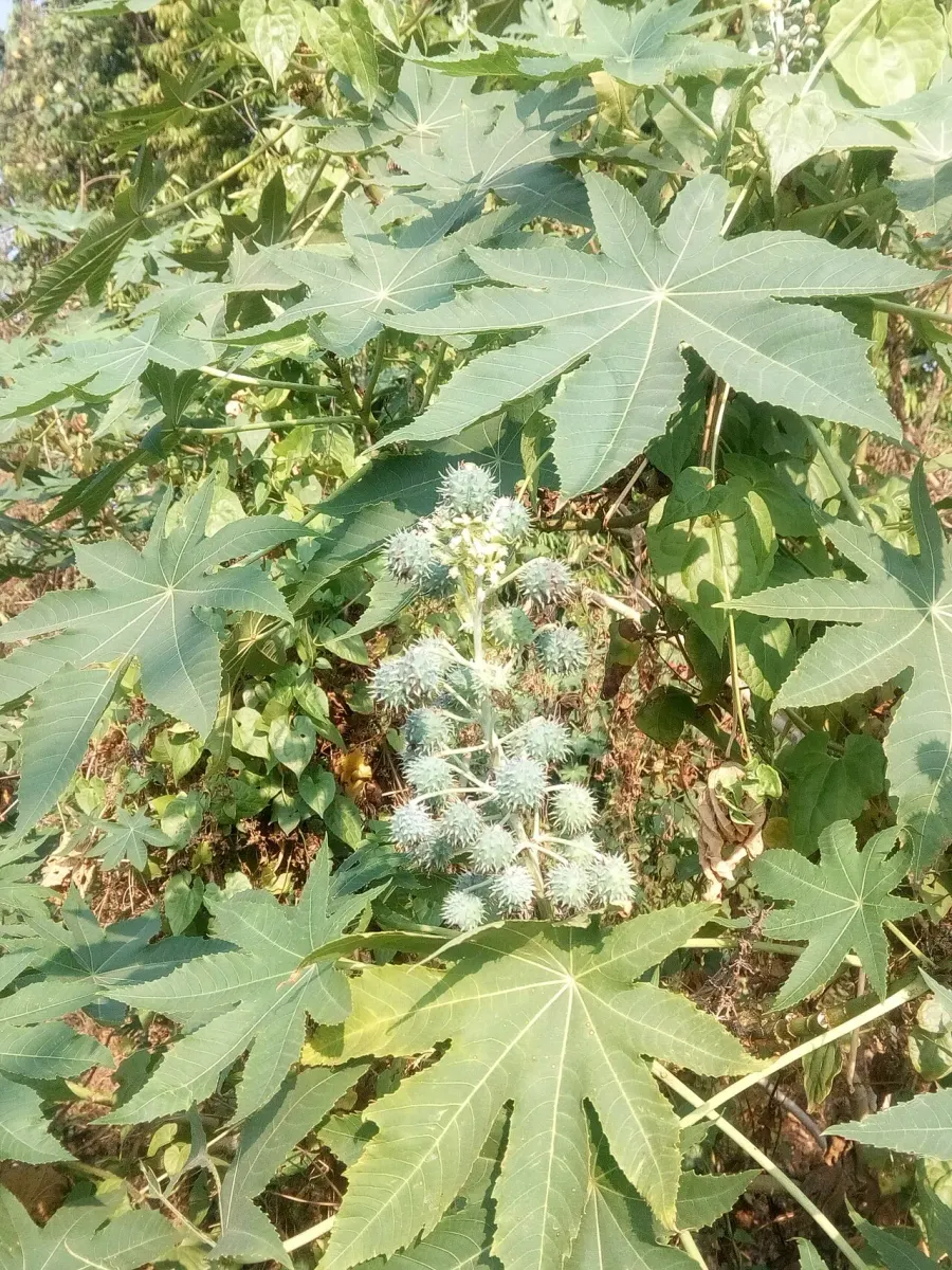 The Ricinus card