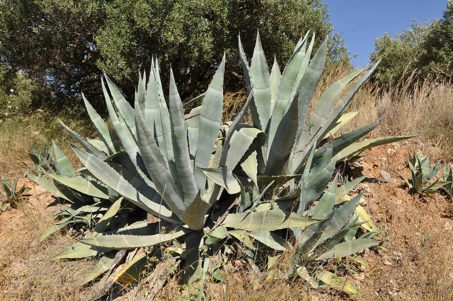 La carte Agave