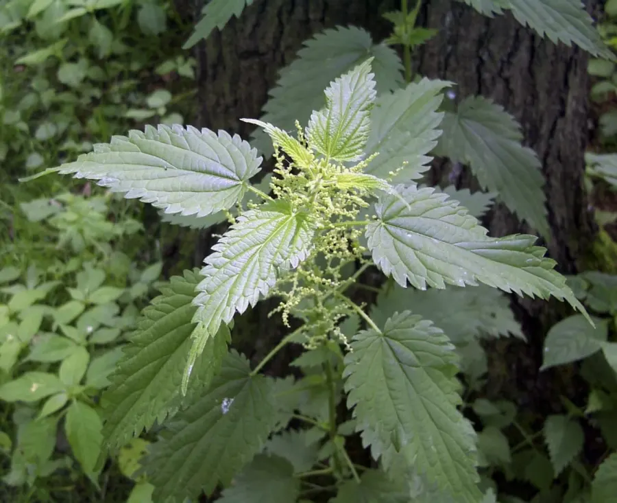 The Urtica dioica card