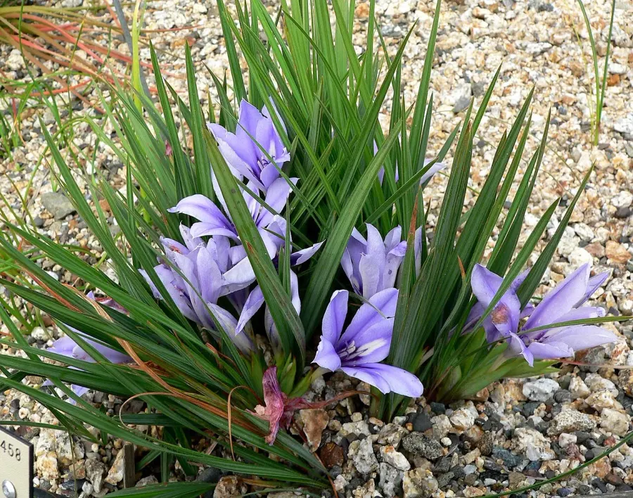 La carte Iridaceae