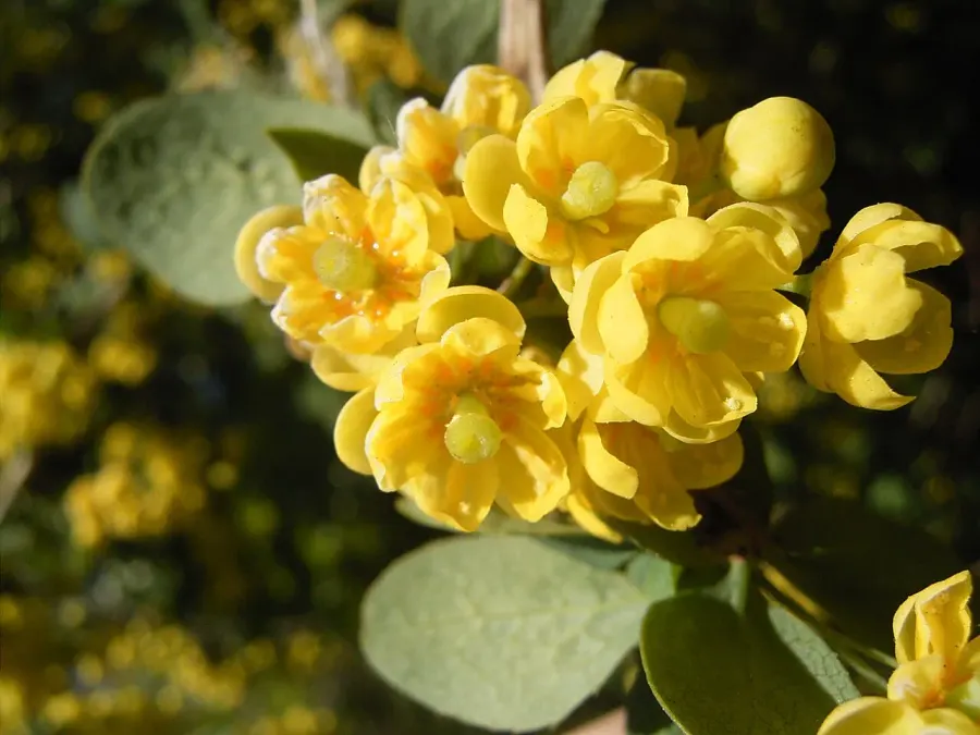 La carte Berberidaceae