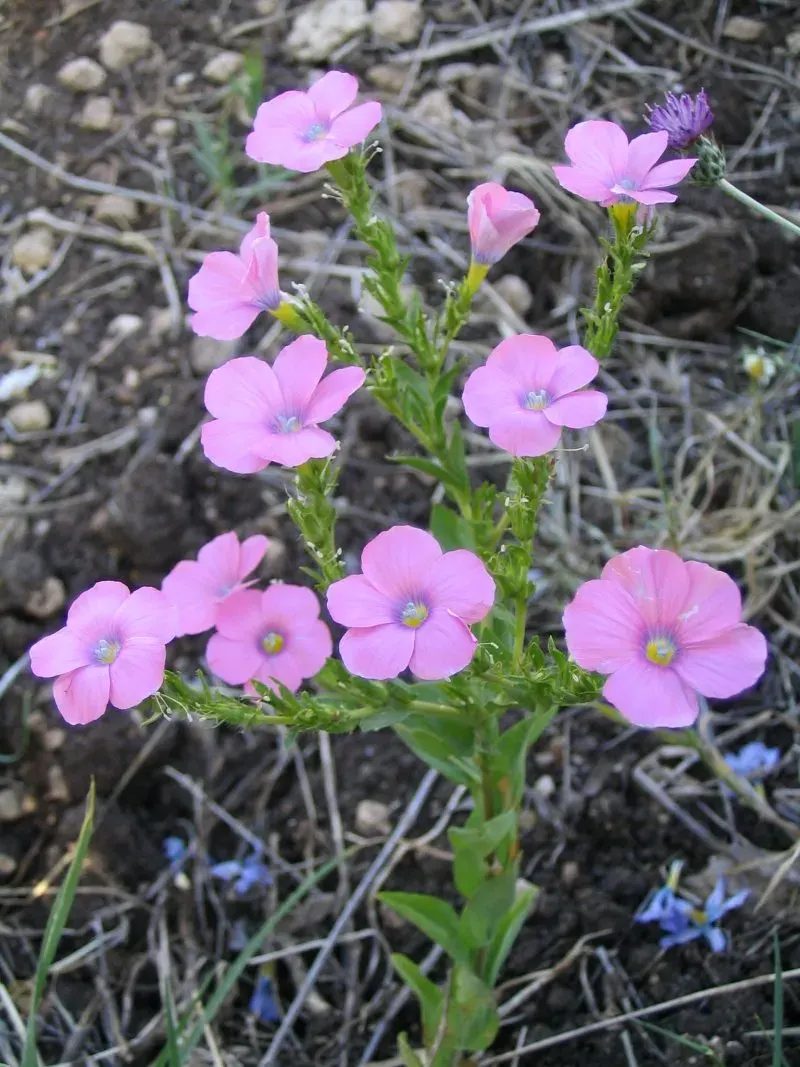 La carte Linaceae