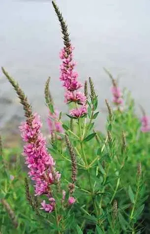 The Lythraceae card