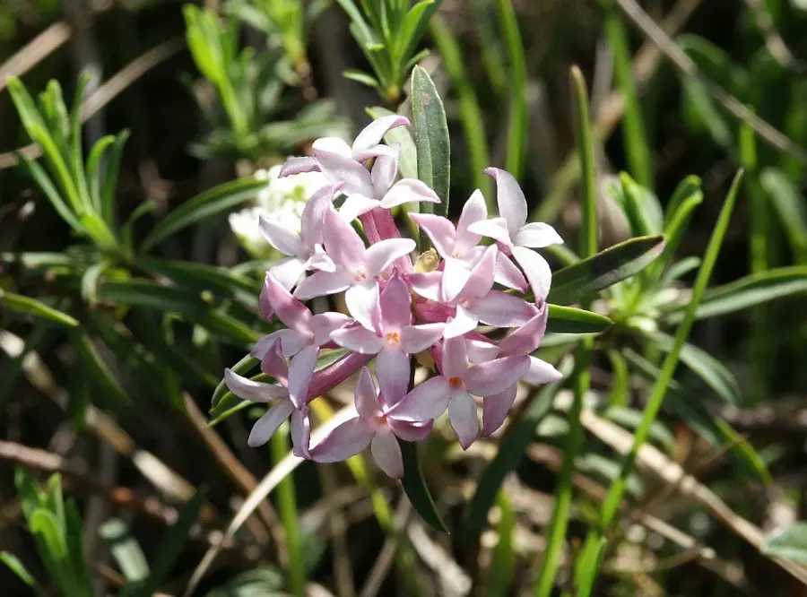 La carte Thymelaeaceae