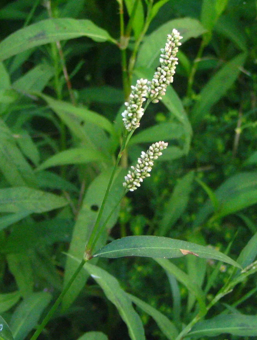 La carte Polygonaceae