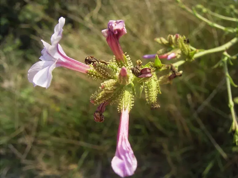 La carte Plumbaginaceae