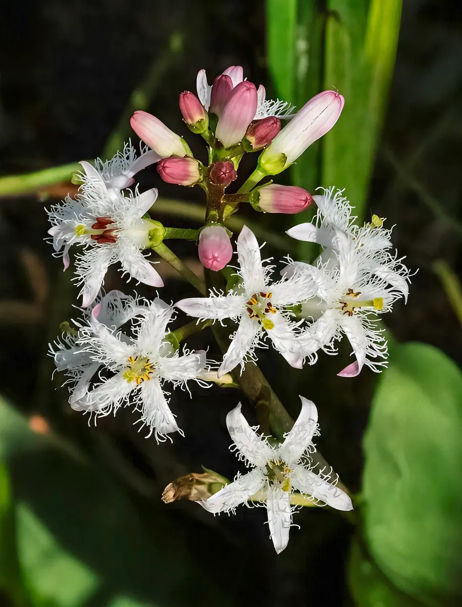 The Menyanthes card