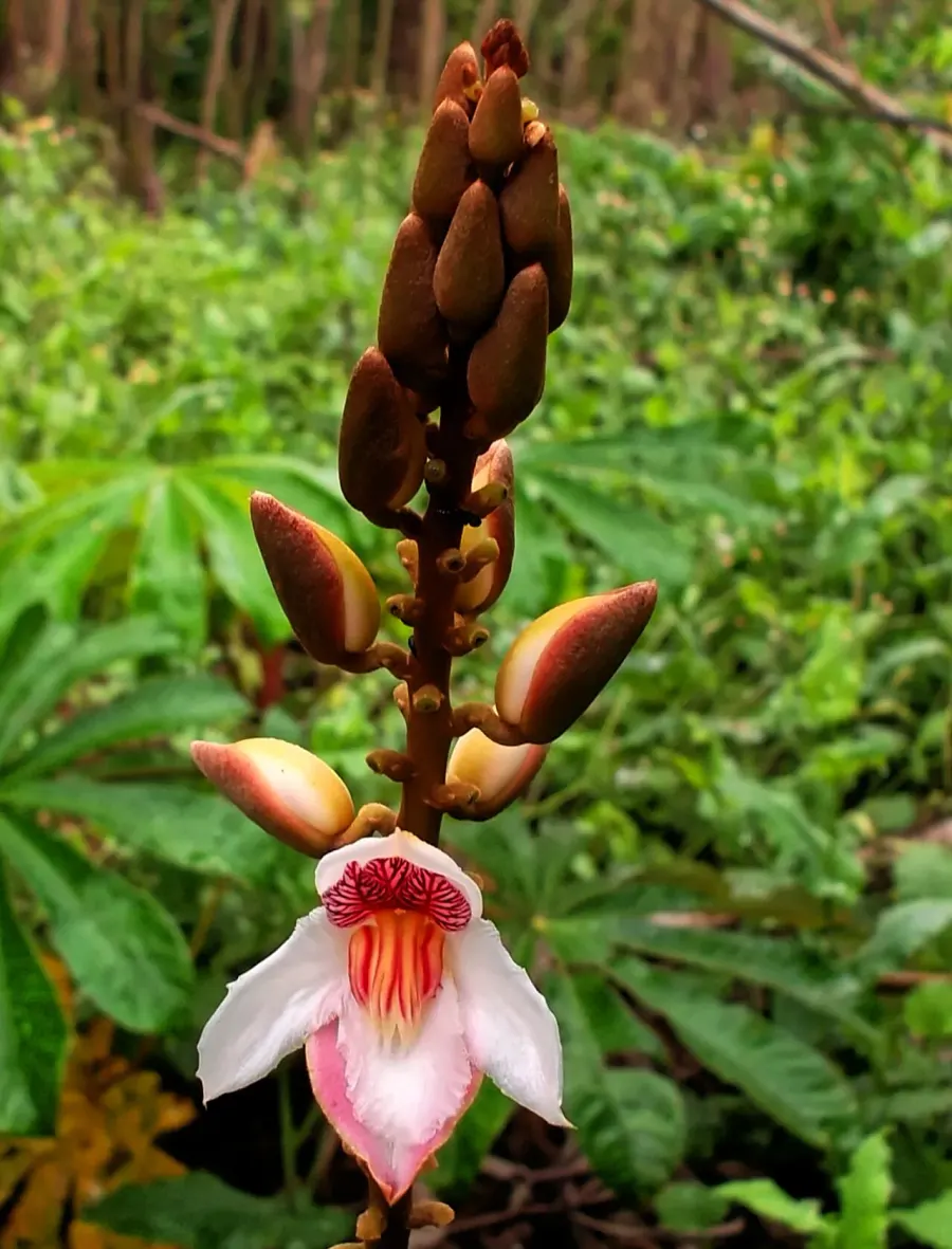 La carte Duparquetia orchidacea