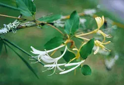 La carte Caprifoliaceae