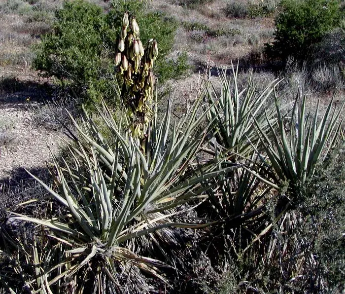 La carte Yucca