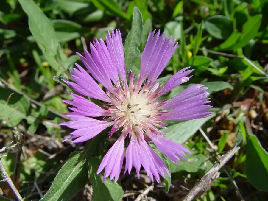 La carte Centaurea