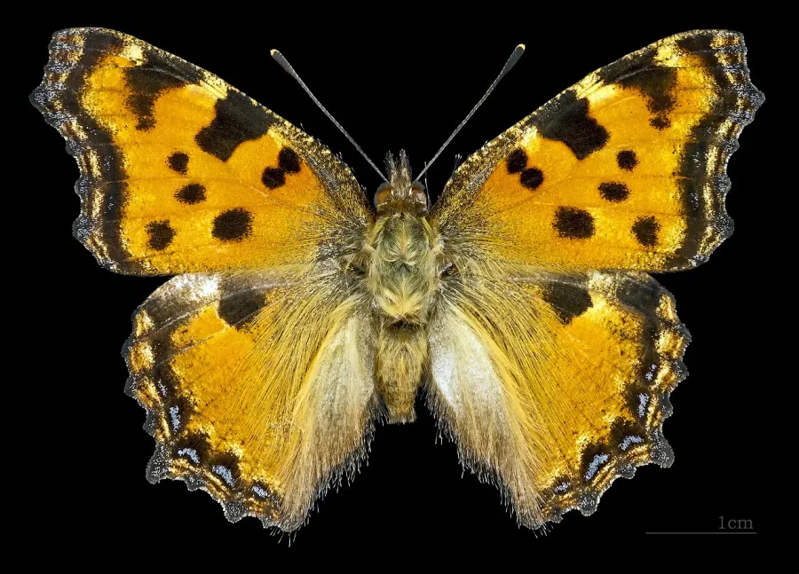 La carte Nymphalidae
