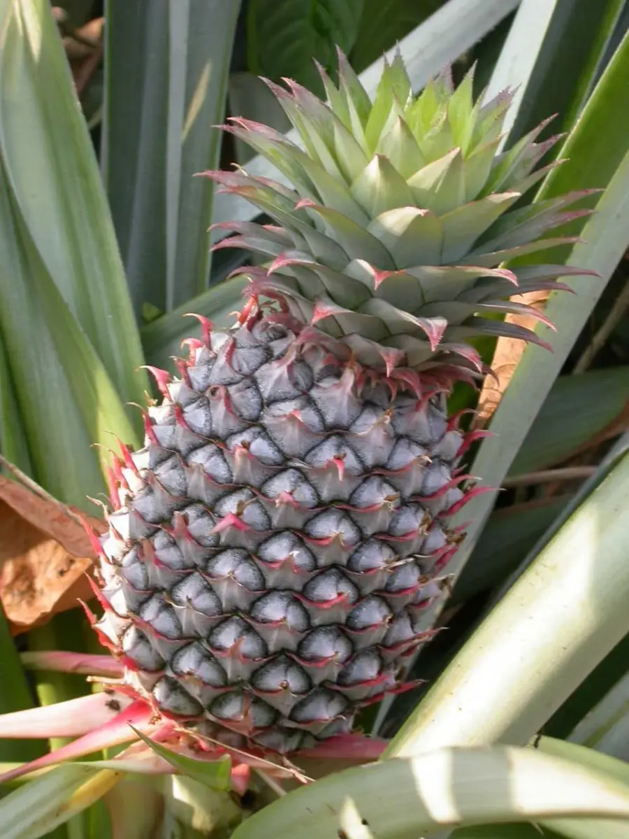 The Bromeliaceae card