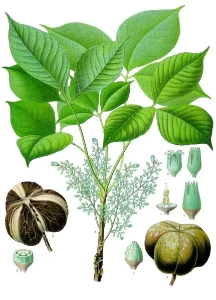 The Hevea brasiliensis card
