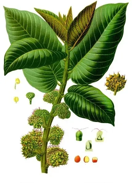 La carte Moraceae
