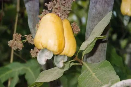 La carte Anacardiaceae