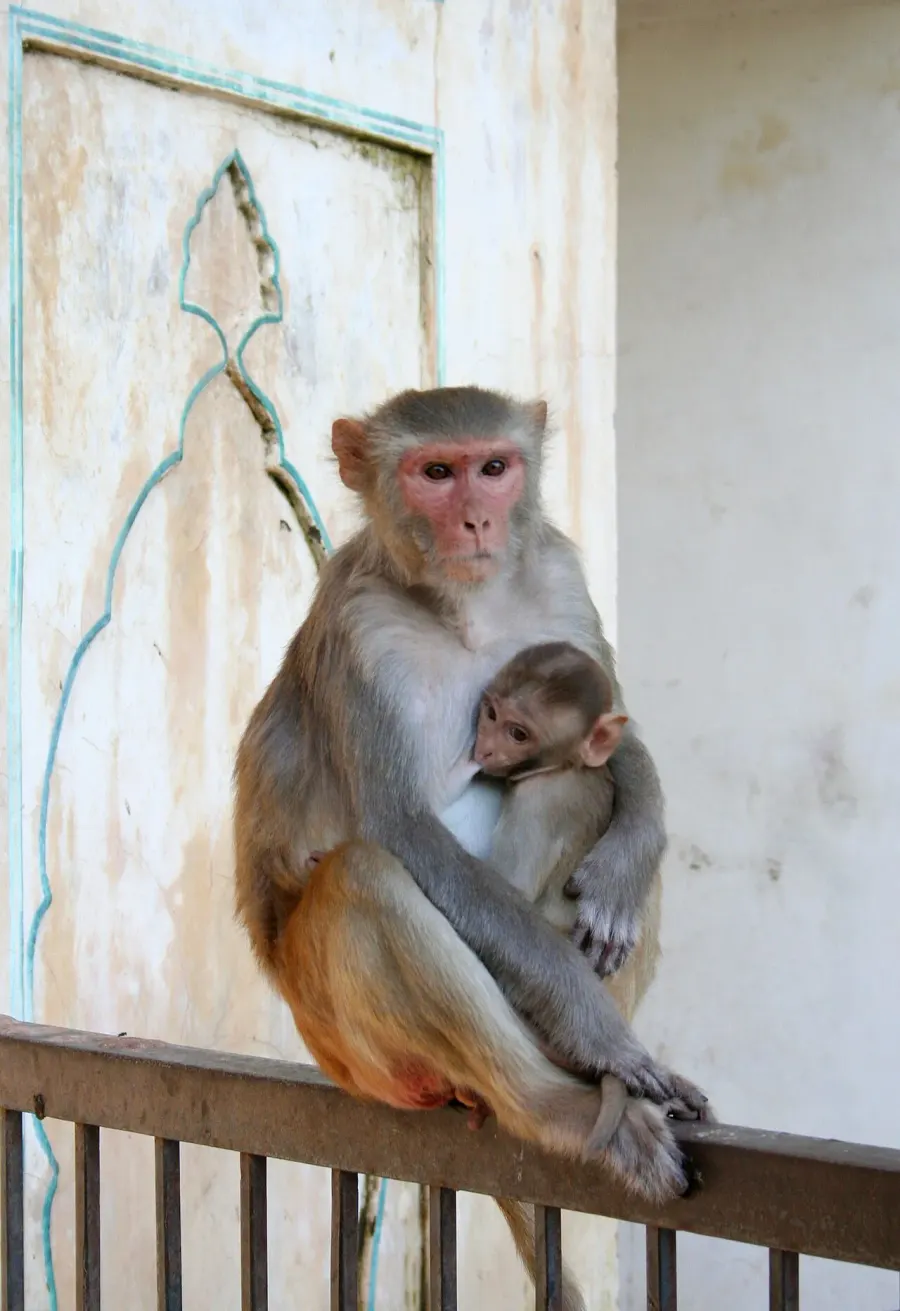 La carte Macaque rhésus