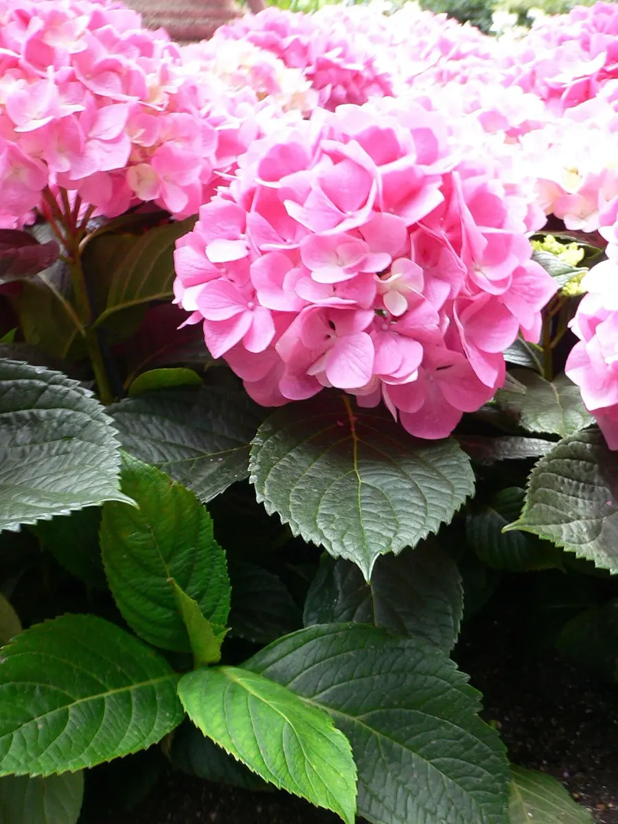 La carte Hydrangeaceae