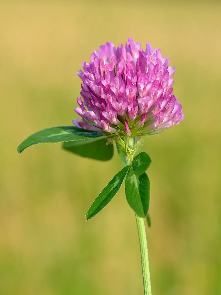The Trifolium pratense card