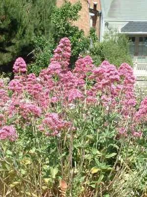 La carte Valerianaceae