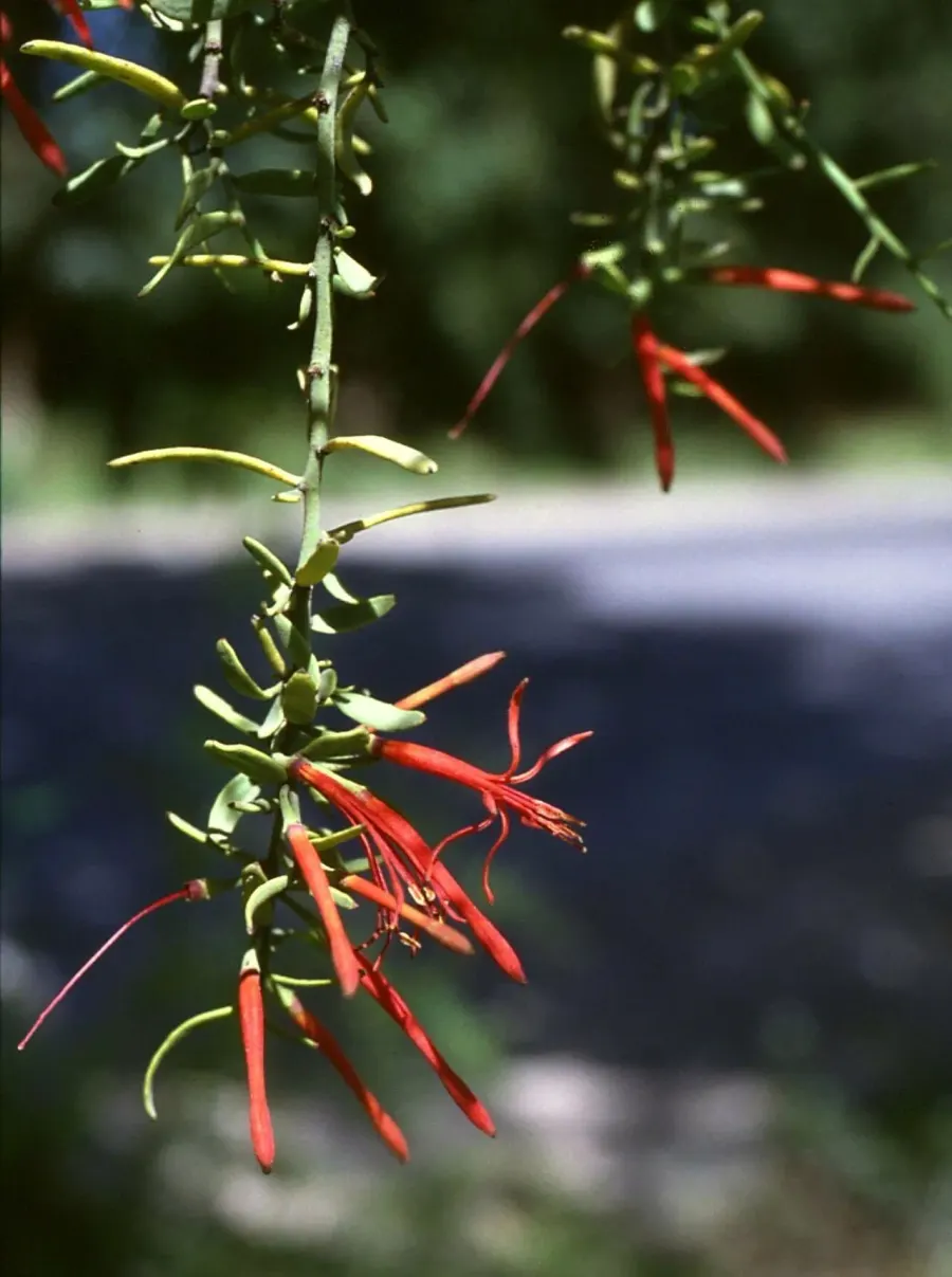 The Loranthaceae card