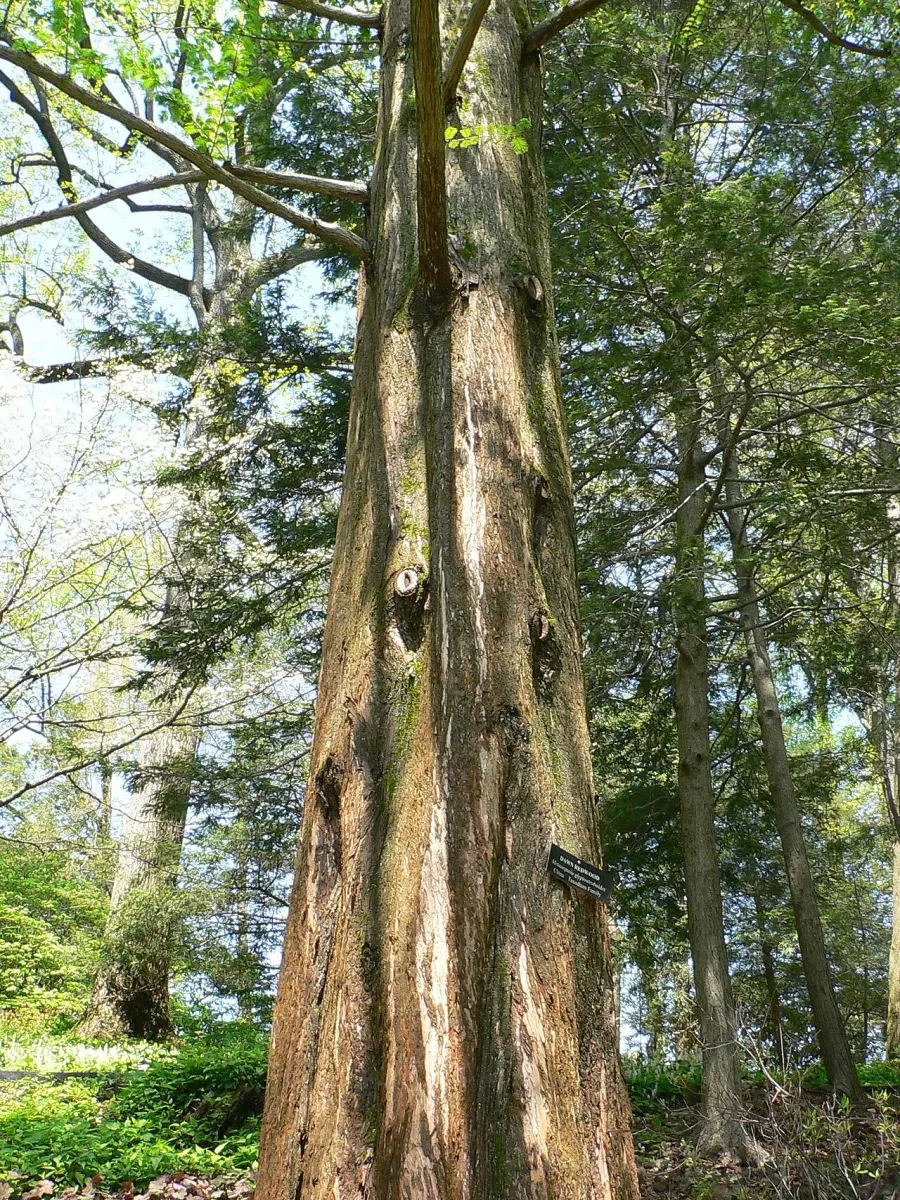 La carte Metasequoia glyptostroboides