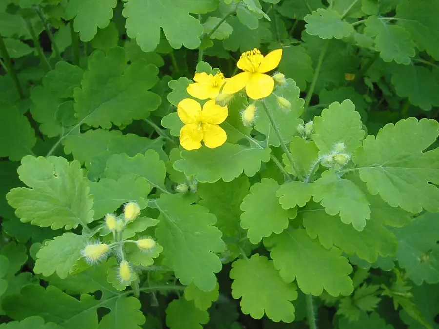 La carte Chelidonium majus